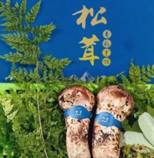 又是一個(gè)香格里拉松茸季節(jié)“以松茸為始，以松茸為終