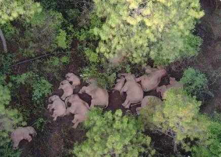 云南大象最新睡姿來了!誰說大象要站著睡覺的姿勢